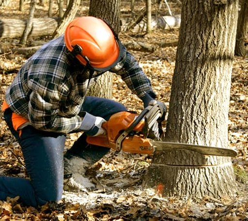 Tree Removal in Lequire, OK